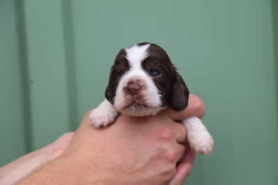 Les chiots de Cocker Spaniel Anglais