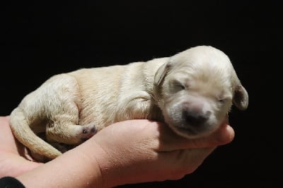 Les chiots de Golden Retriever