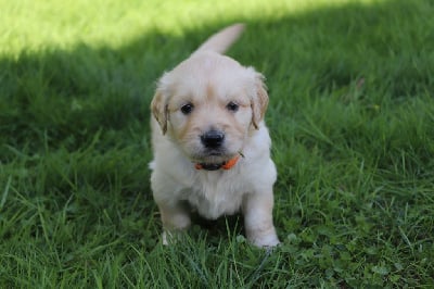 Les chiots de Golden Retriever