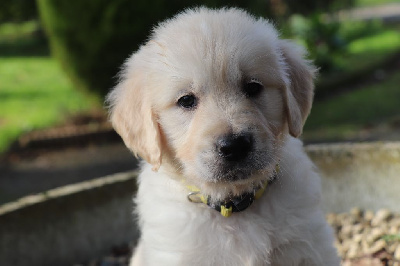 Les chiots de Golden Retriever