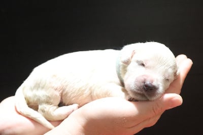 Les chiots de Golden Retriever