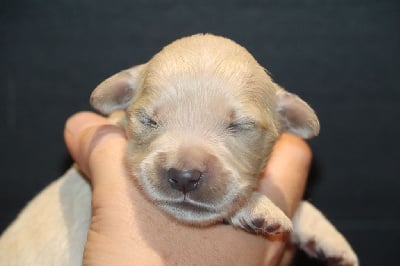 Les chiots de Golden Retriever