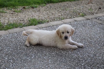 Les chiots de Golden Retriever