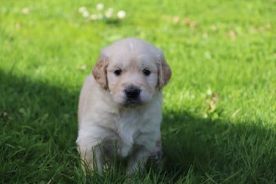 Les chiots de Golden Retriever