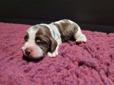 Les chiots de Cocker Spaniel Anglais