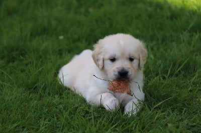 Les chiots de Golden Retriever