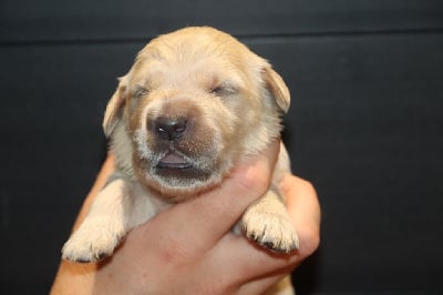 Les chiots de Golden Retriever