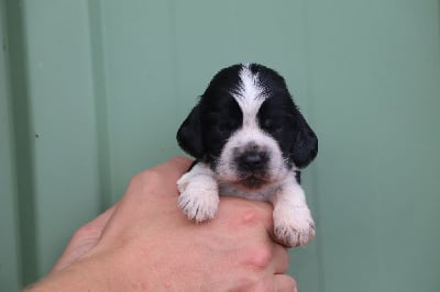 Les chiots de Cocker Spaniel Anglais