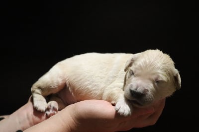 Les chiots de Golden Retriever