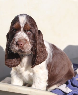 Les chiots de Cocker Spaniel Anglais