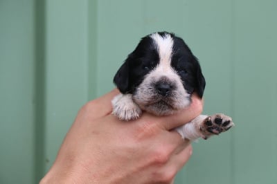 Les chiots de Cocker Spaniel Anglais