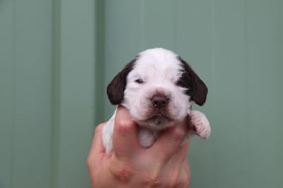 Les chiots de Cocker Spaniel Anglais