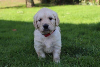 Les chiots de Golden Retriever