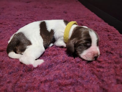 Les chiots de Cocker Spaniel Anglais