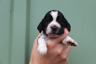 Collier marron - Cocker Spaniel Anglais