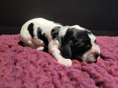 Les chiots de Cocker Spaniel Anglais