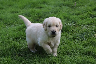 Les chiots de Golden Retriever