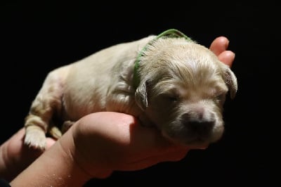 Collier vert - Golden Retriever