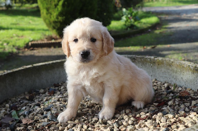 Les chiots de Golden Retriever