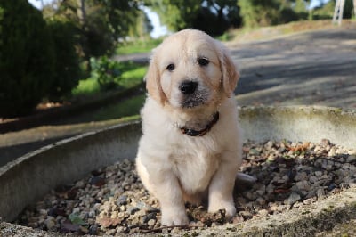 Les chiots de Golden Retriever