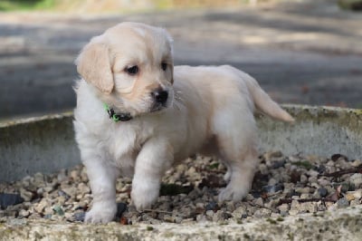 Les chiots de Golden Retriever