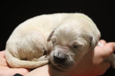 Les chiots de Golden Retriever