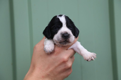 Collier vert - Cocker Spaniel Anglais