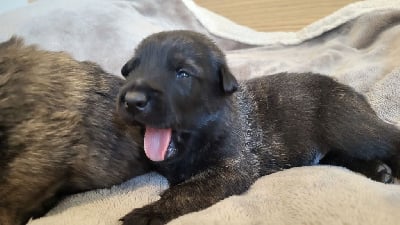 Les chiots de Berger hollandais