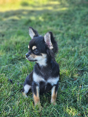 Les chiots de Chihuahua