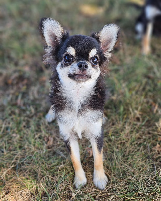 Les chiots de Chihuahua