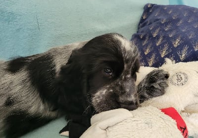 Les chiots de Cocker Spaniel Anglais