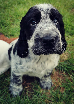 Les chiots de Cocker Spaniel Anglais