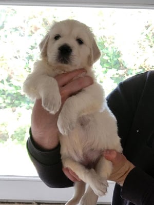 Les chiots de Golden Retriever