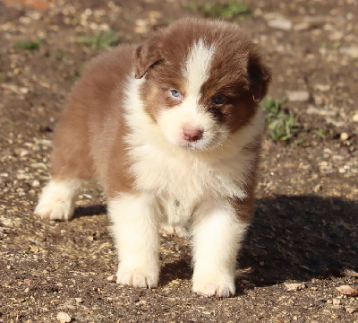 Les chiots de Berger Australien