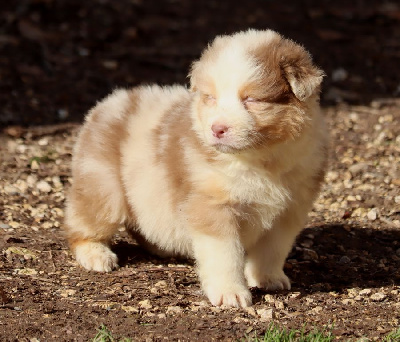 Les chiots de Berger Australien