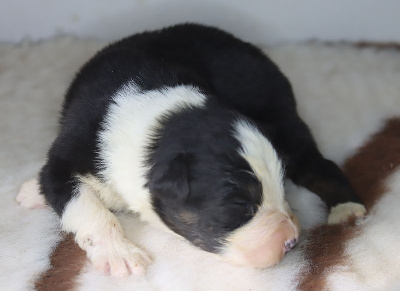 Les chiots de Berger Australien