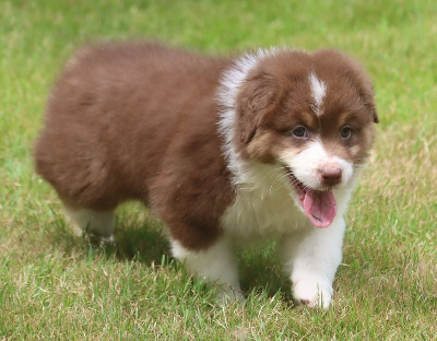 Les chiots de Berger Australien