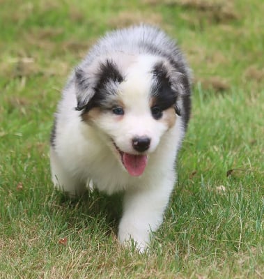 Les chiots de Berger Australien