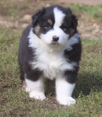 Les chiots de Berger Australien