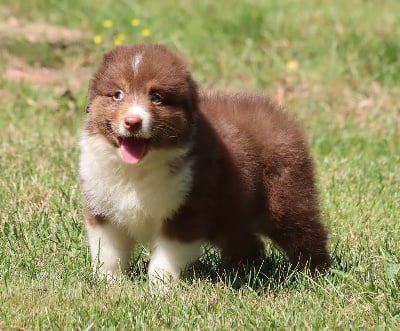 Les chiots de Berger Australien