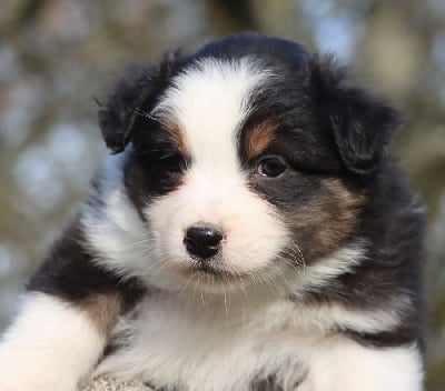 Les chiots de Berger Australien