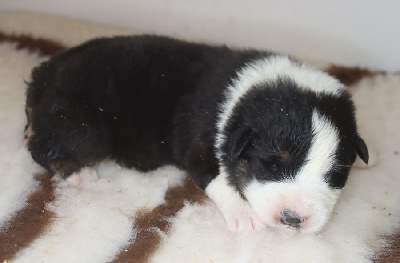 Les chiots de Berger Australien