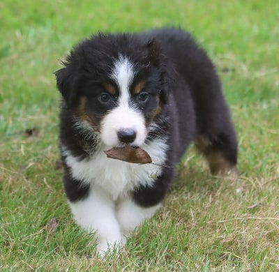 Les chiots de Berger Australien