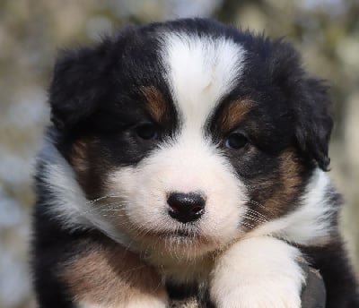 Les chiots de Berger Australien