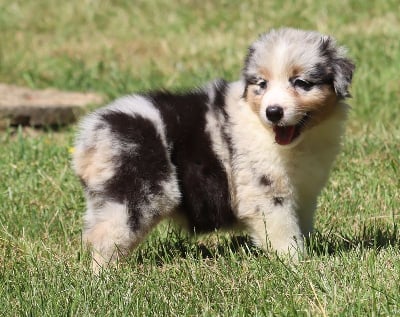 Femelle Bleu Merle - Berger Australien