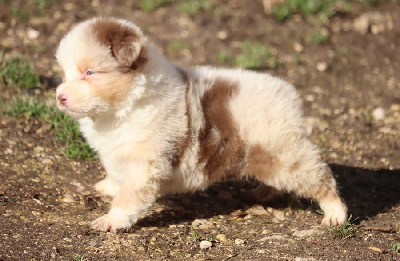 Les chiots de Berger Australien