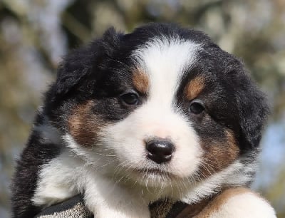 Les chiots de Berger Australien