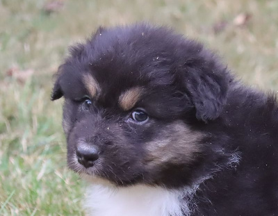 Les chiots de Berger Australien