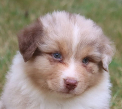 Les chiots de Berger Australien