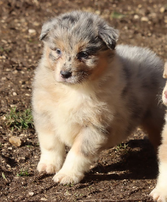 Les chiots de Berger Australien